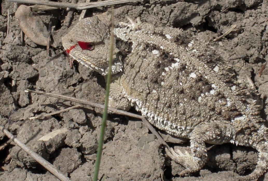 Phrynosoma hernandesi