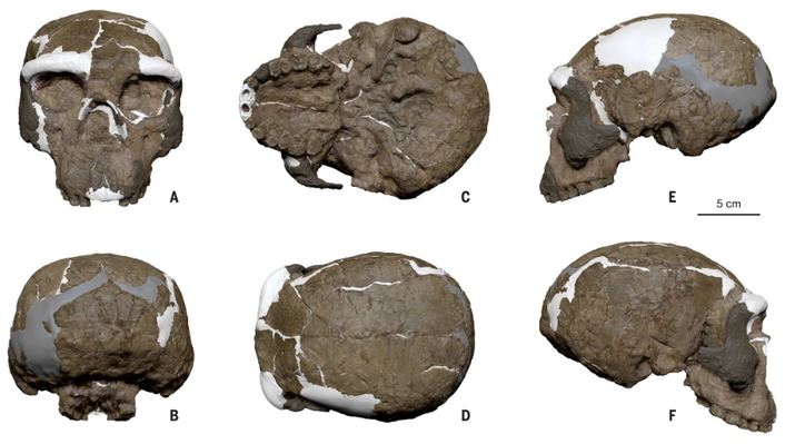 Вид спереди, сзади, снизу, сверху, слева и справа соответственно. Коричневым цветом обозначена окаменевшая кость. Скуловая кость и верхушка левой верхней челюсти, обозначенные темно-коричневым цветом, были пересажены и реконструированы путем включения элементов из Yunxian 1. Белым цветом обозначены реконструированные части, полученные по краю перелома и Yunxian 1. Нейтральным серым цветом обозначены кости, раздробленные и покрытые другими костями и матриксом. Масштабная линейка: 5 см.