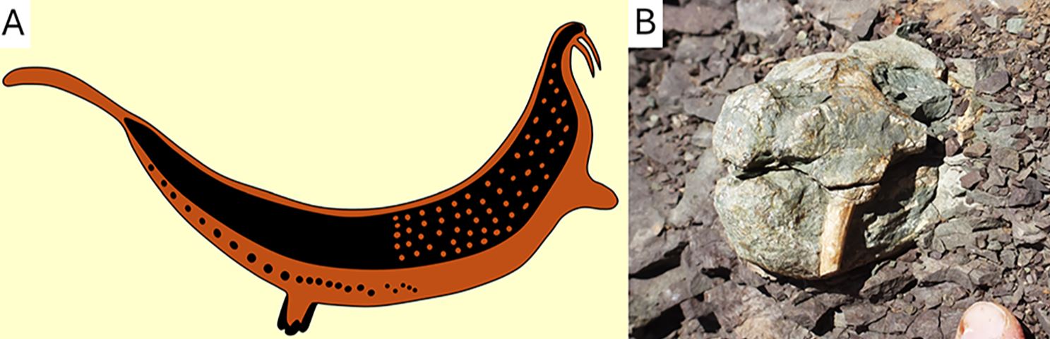 A, животное с бивнями. B, череп Diictodon feliceps 