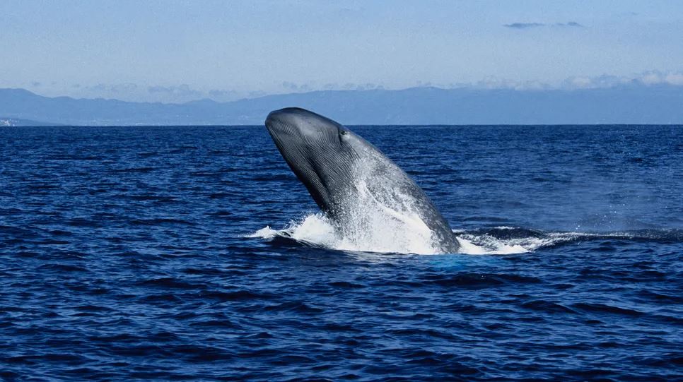 Голубой кит (Balaenoptera musculus)