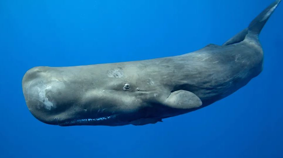 Кашалот (Physeter macrocephalus)