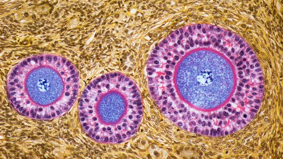 На этом снимке вы можете видеть фолликулярные клетки (фиолетовые), которые окружают каждый ооцит.(Фото: STEVE GSCHMEISSNER/SCIENCE PHOTO LIBRARY через Getty Images)