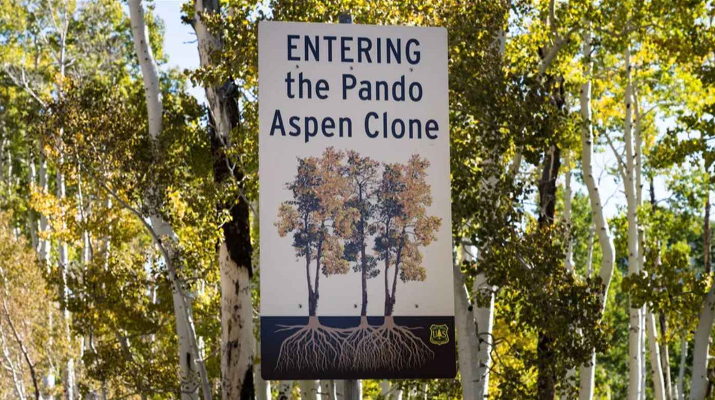 Дерево-клон Пандо