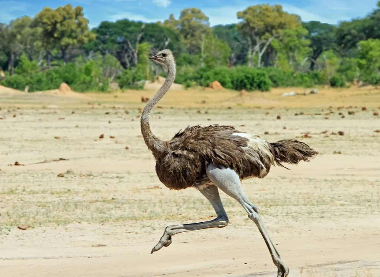 Страус бежит