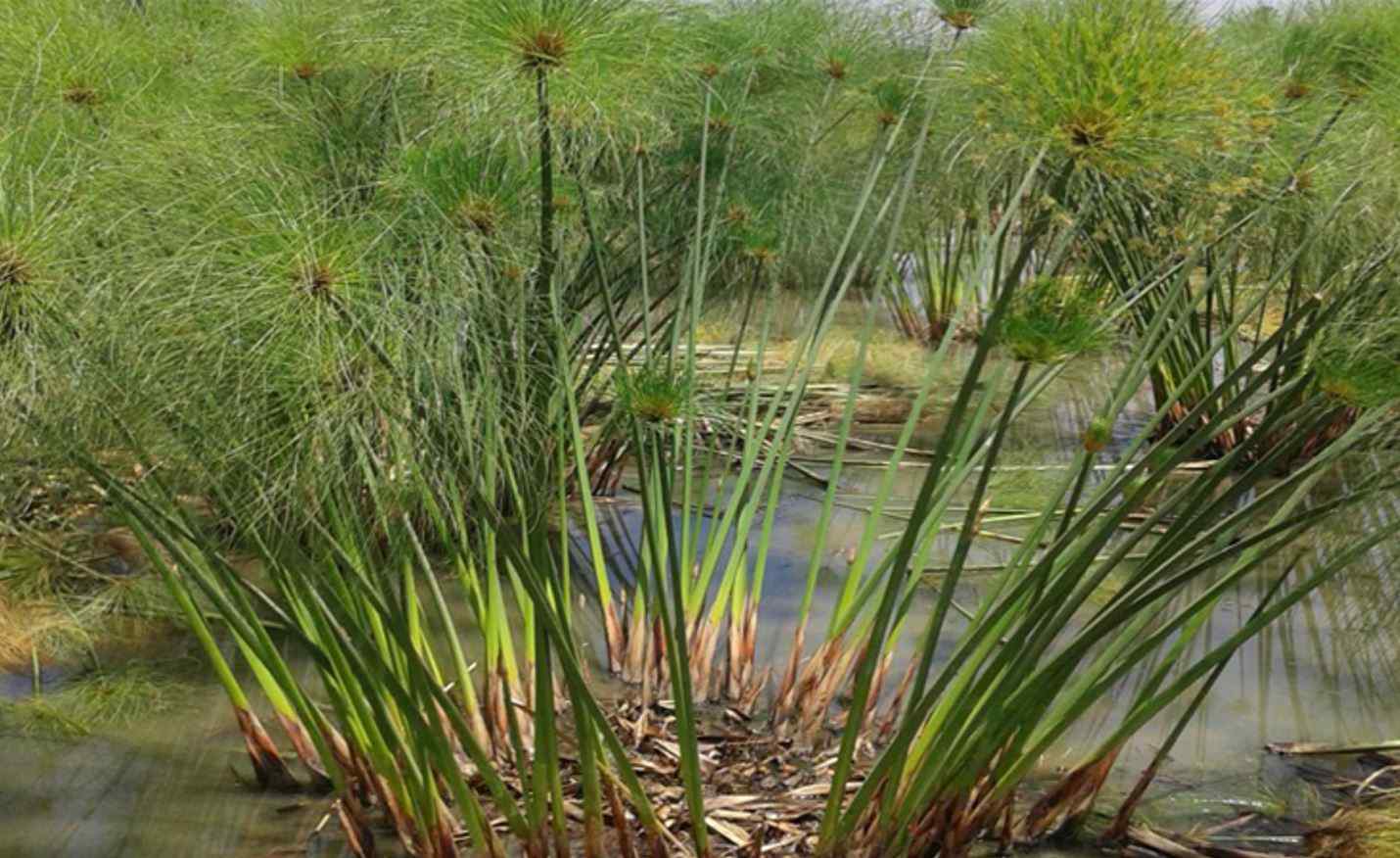 Папирус (растение).