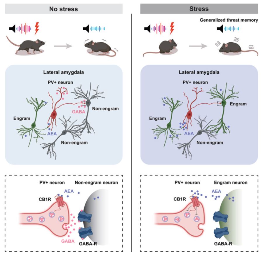 Иллюстрация из журнала Cell