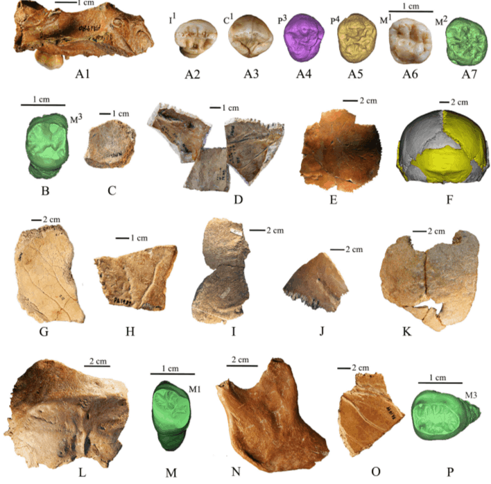 Иллюстрация из PaleoAnthropology