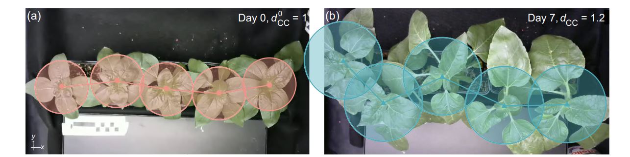 Растения, выращенные в плотных рядах, отклоняются друг от друга, чтобы свести к минимуму взаимное затенение. (a) Снимок пяти подсолнухов (Helianthus annuus), расположенных в ряд, в первый день съемки. Розовые точки обозначают центры крон, а кружки иллюстрируют модельное представление крон в виде дисков на рисунке. 𝑥-𝑦 плоскость. (b) Через 7 дней растения отклоняются от центральной линии.