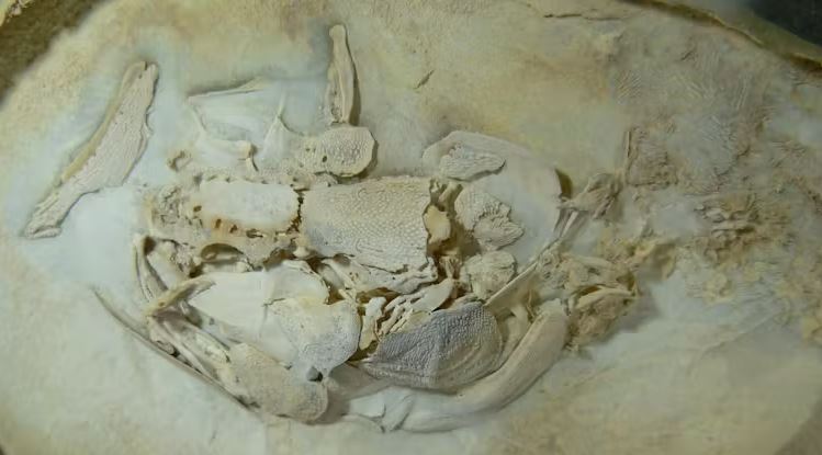 Новый ископаемый латакант, Нгамугави вирнгарри. Фото: Джон Лонг