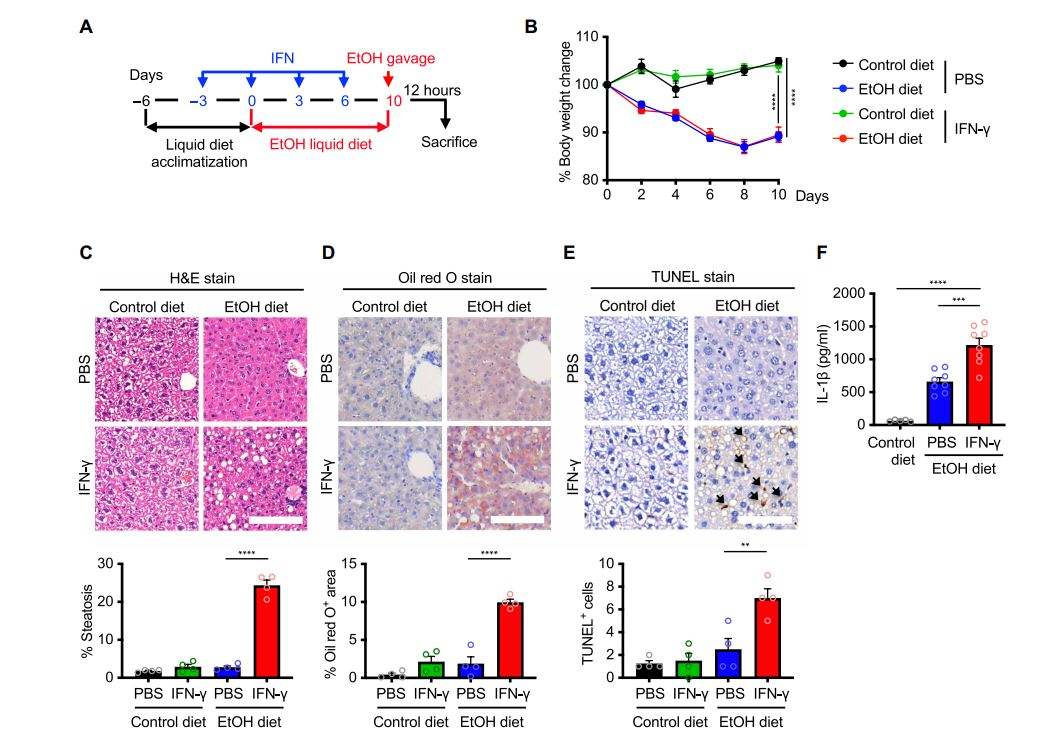 (A) Схема эксперимента на модели остро-хронического алкогольного повреждения печени у мышей с использованием жидкой диеты, содержащей этанол (5% об./об.), и инъекций интерферона (1 мкг на мышь), с последующим введением этанола (5 г/кг) через зонд. (B) Изменение массы тела мышей дикого типа, получавших контрольную диету с инъекцией PBS (n=9), диету с этанолом с инъекцией PBS (n=9), контрольную диету с инъекцией IFN-γ (n=9) и диету с этанолом с инъекцией IFN-γ (n=9). (C–E) Гистопатологический анализ: (C) окраска гематоксилином и эозином (H&E); (D) окраска Oil red O; (E) окраска TUNEL тканей печени контрольных мышей и мышей, получавших этанол, с инъекциями PBS или IFN-γ. Чёрные стрелки указывают на TUNEL-положительные клетки. Масштаб: 400 мкм (C) и 600 мкм (D, E). Количественные результаты гистопатологического анализа приведены ниже. (F) Анализ уровня IL-1β в сыворотке крови мышей дикого типа на контрольной диете (n=5), на диете с этанолом с инъекцией PBS (n=8) и на диете с этанолом с инъекцией IFN-γ (n=8). Данные объединены из двух независимых экспериментов (B–F). **P < 0,01, ***P < 0,001, ****P < 0,0001. Статистический анализ проведён с использованием двустороннего ANOVA (B) и однофакторного ANOVA (C–F). Данные представлены как среднее ± стандартная ошибка среднего (B–F).  Источник: Jang Y., Bae H., Oh S., et al. Innate immune sensing of dietary alcohol identifies inflammation to drive alcohol-related disease. Science Advances. 2026;12(15):eaea3979. DOI: 10.1126/sciadv.aea3979. Figure 3.