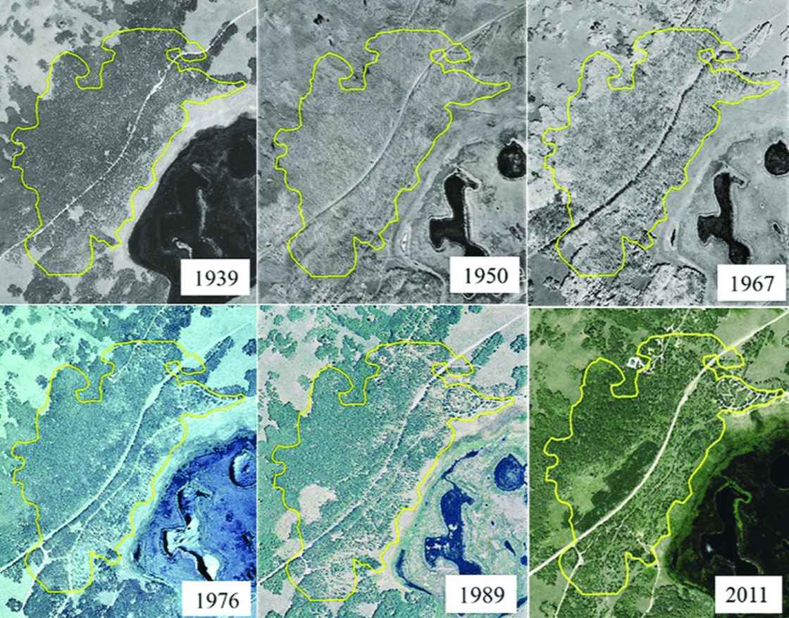Пандо - удивительный лес-клон