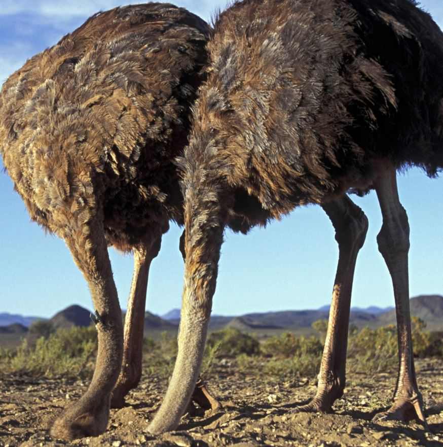 Действительно ли страусы прячут голову в песок?